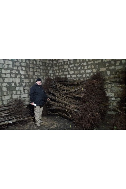 Саджанці з голим коренем сливи Афаска