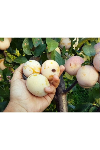 Плоди сливи Афаска