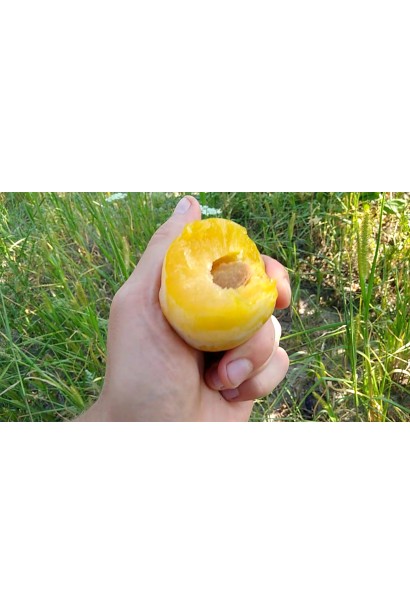 Стигла слива Prunus Afaska