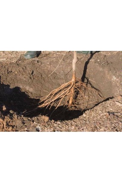 Саджанець з голим коренем - посадка