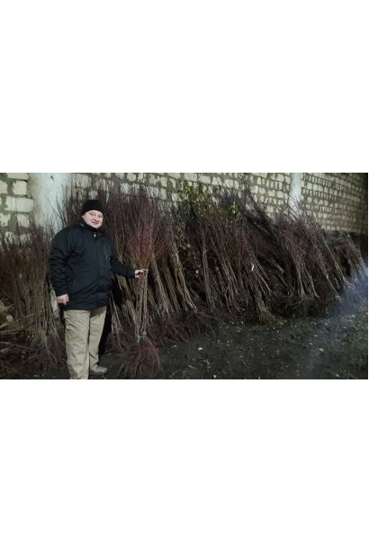 Саджанці з голим коренем в садовому центрі