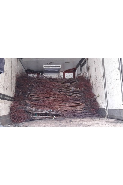 Саджанці з голим коренем в садовому центрі