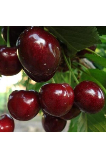 Прекрасна черешня Самміт для вашого саду — великі плоди.