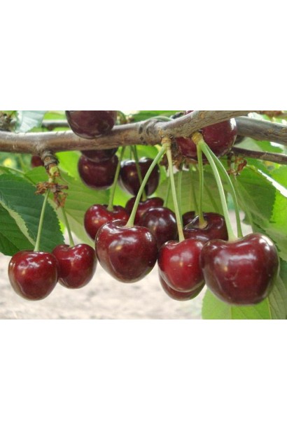 Черешня Самміт: смачні плоди для саду та дачі.