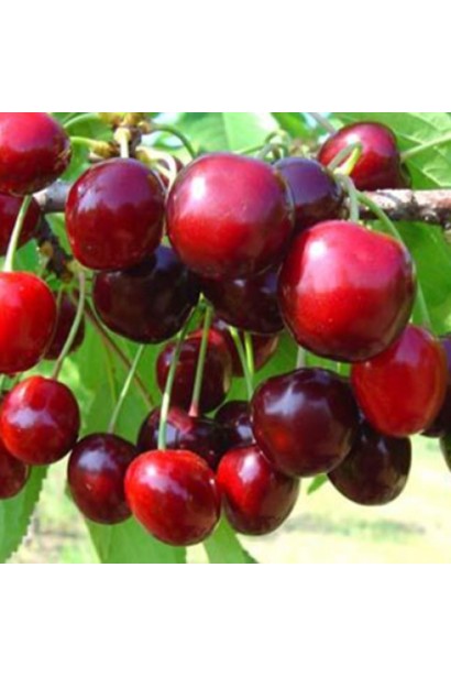 Черешня Самміт — великий урожай з солодкими плодами.