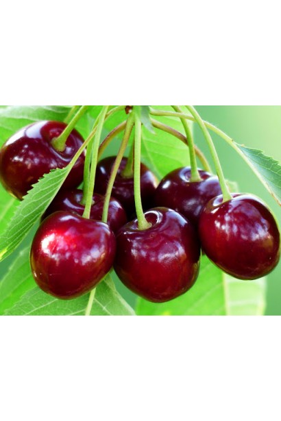 Черешня Самміт — солодка і велика черешня для саду.