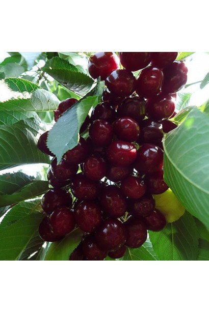 Черешня Самміт: середній сорт з соковитими червоними ягодами.