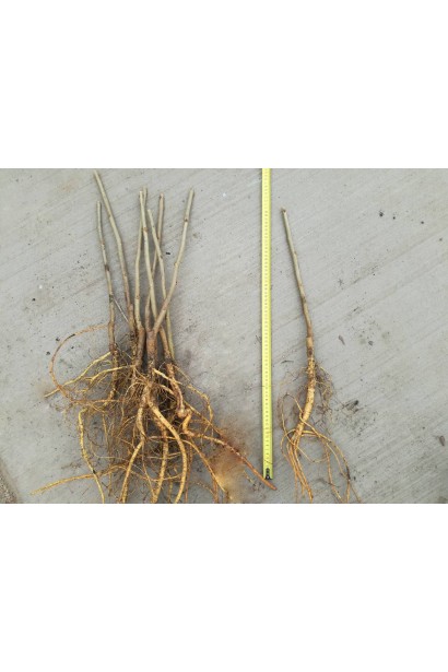 Шовковиця Мереживо з голим коренем