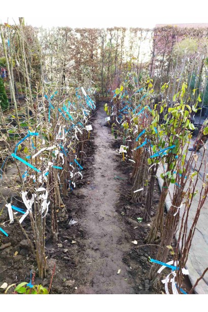 Шовковиця Мереживо 