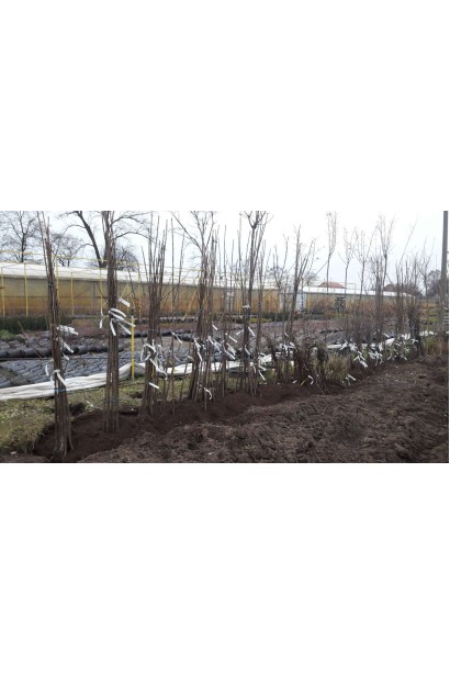 Шовковиця Мереживо для декоративного і плодовитого саду.