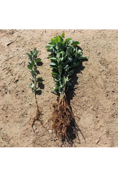 Малий розмір, великий урожай — сорт Валюта.