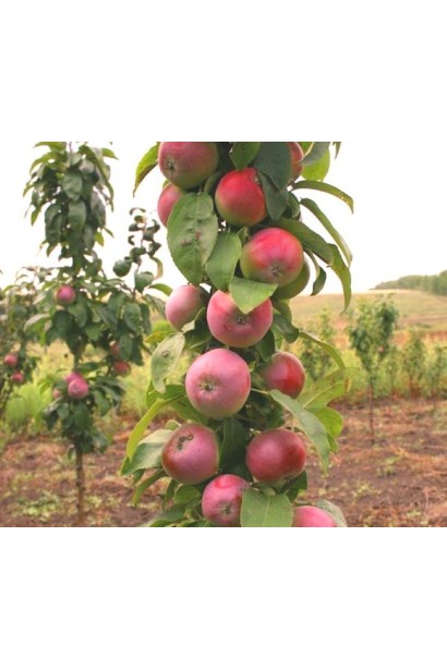 Яблуня Валюта з солодкими плодами та вертикальним ростом.