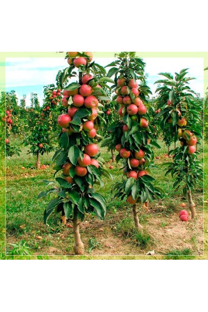 Malus Columnar Valyuta — ідеальний вибір для обмеженого простору.