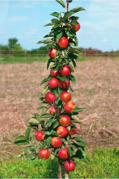 Яблуня Валюта — компактний колоновидний сорт для саду.