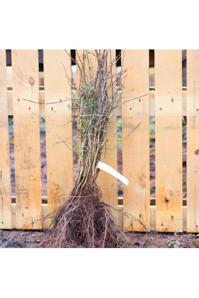 Глід звичайний плодовий саджанці з голим коренем