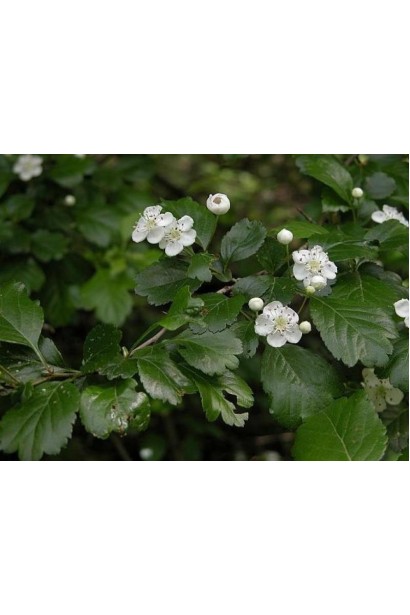 Глід звичайний плодовий білі квіти