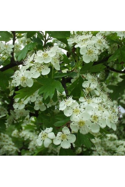 Глід звичайний цвітіння