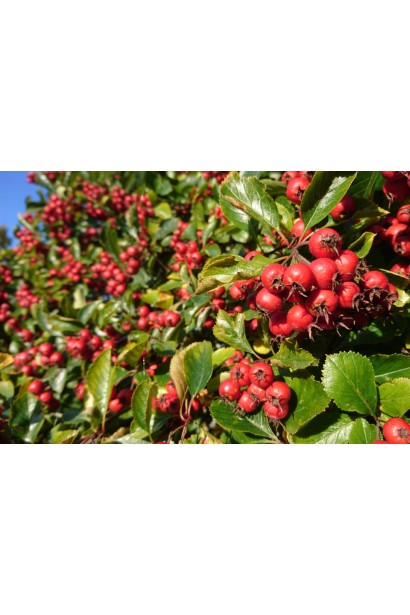 Глід звичайний червоні їстівні плоди