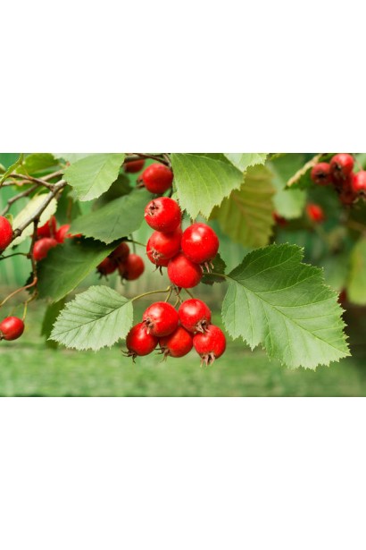 Помаранчево-червоні ягоди та зелене листя гльоду