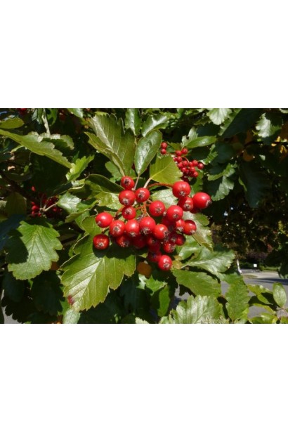 Crataegus laevigata