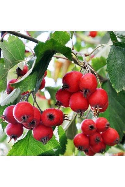 Глід звичайний плодовий