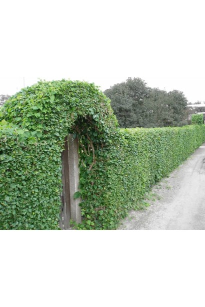 Арка в ландшафті з гльоду звичайного