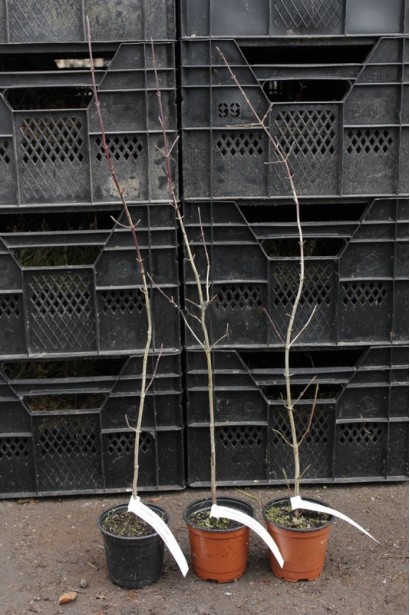 Саженцы кизила настоящего Николка