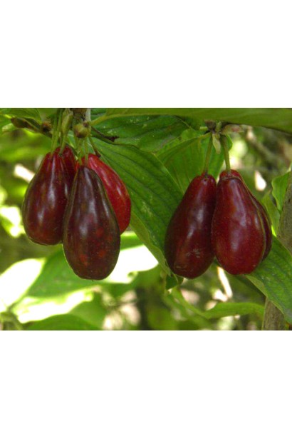 Кизил ранний Коля красные ягоды грушевидной формы