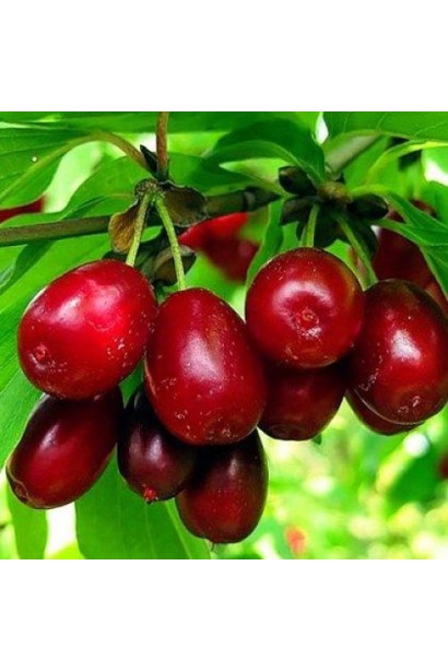 Кизил плодовый Николка 