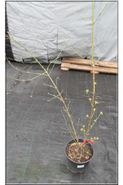 Кизил плодовый Янтарный саженец в контейнере