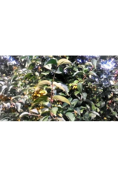 Кизил плодовый Янтарный цветение