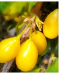 Кизил плодовый Янтарный / Янтарный желтый | Cornus mas Yantarnyy | Кизил плодовий Бурштиновий/Янтарний жовтий