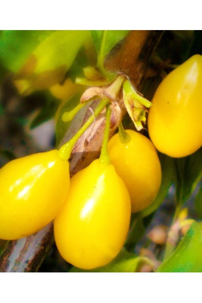Кизил плодовый Янтарный / Янтарный желтый
