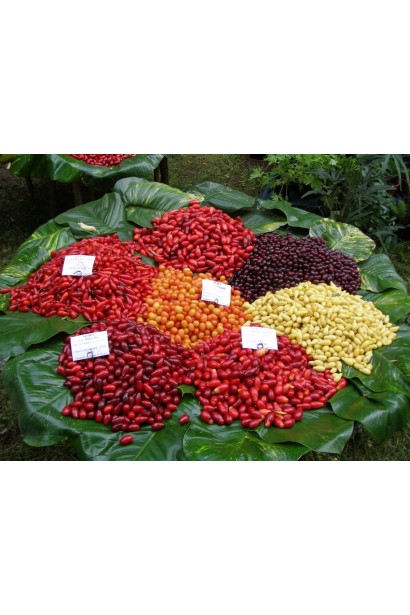 Кизил Янтарный желтый сравнение с другими сортами