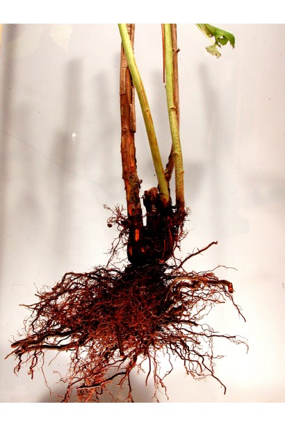 Ожина Чачанска Бестрна голий корінь