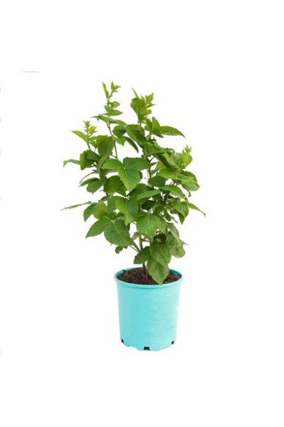 Ожина Чачанска Бестрна саджанець в горщику