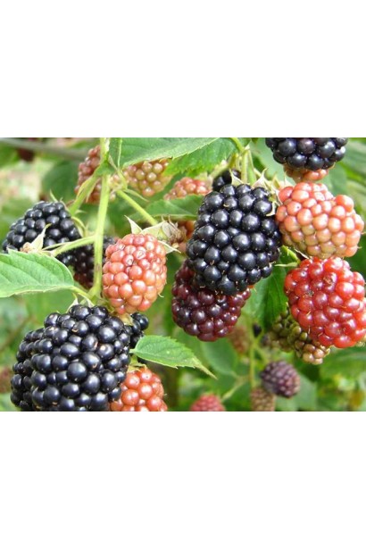  Rubus fruticosus Cacanska Bestrna