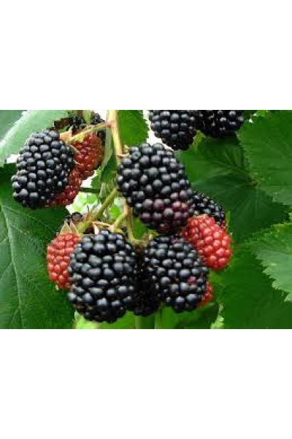 Ожина безколючкова Чачанска Бестрна плоди