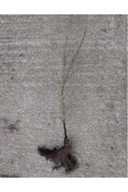 Кизил плодовий Елегантний саджанець з голим коренем