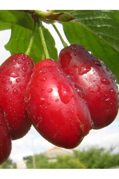 Дерен справжній Елегантний