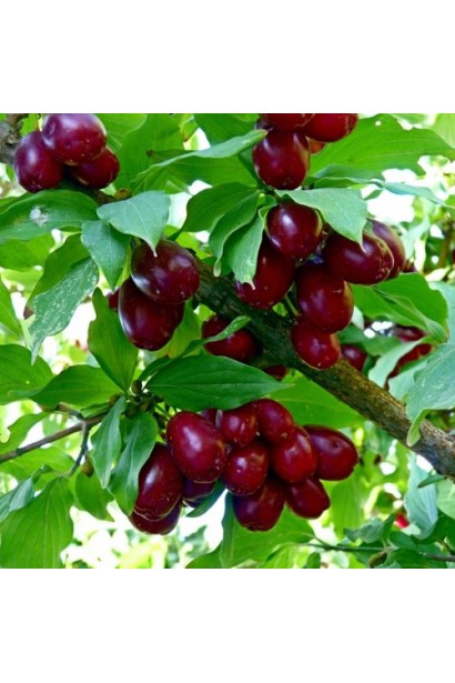 Кизил плодовий Елегантний