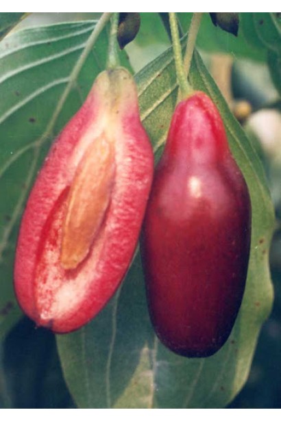 Кизил справжній Елегантний плоди