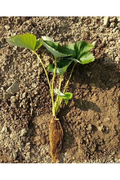 Полуниці Альба коренева система