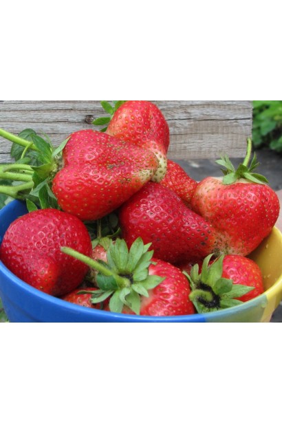 Полуниця Альба (супер рання)