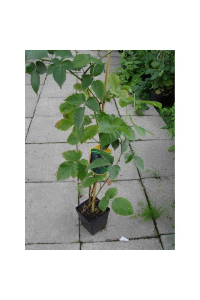 Ожина Коламбія Стар контейер 0,5 л