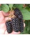Ожина Каламбія Стар безколючкова | Rubus fruticosus Columbia Star | Blackberry Columbia Star | Ежевика Каламбия Стар бесшипная