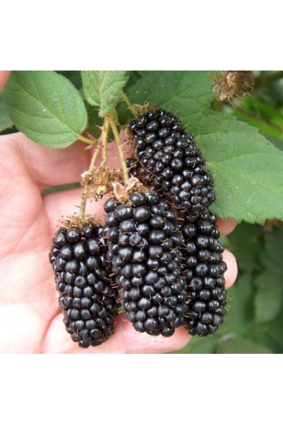 Ожина Коламбія Стар довгасті великі плоди