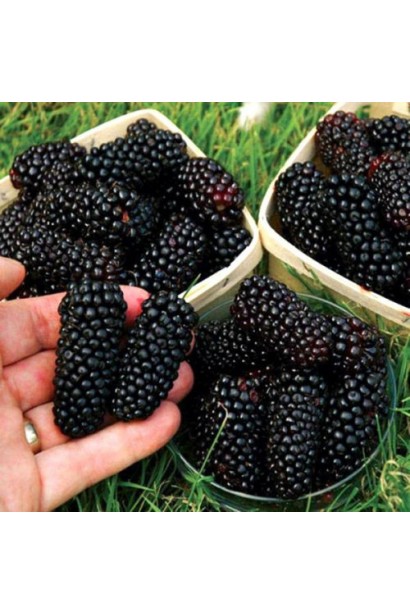 Ожина безколючкова Коламбія Стар