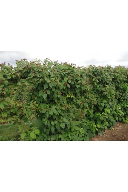 Ожина Каламбія Стар кущі на опорі