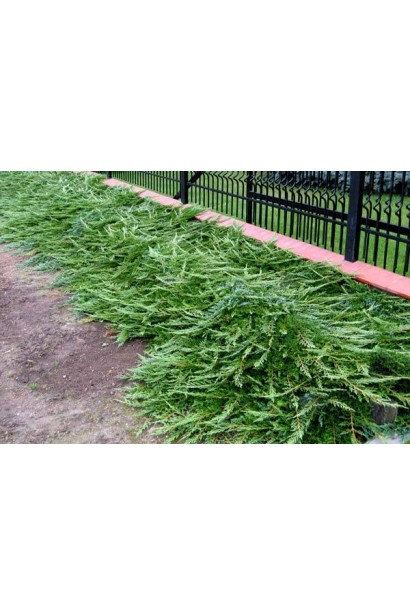 Ялівець горизонтальний Джейд Рівер в ландшафті